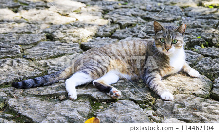 流浪貓(野貓) 流浪貓(野貓) 114462104