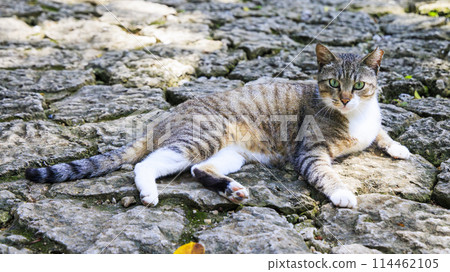 Stray cat (feral cat) Stray cat (feral cat) 114462105