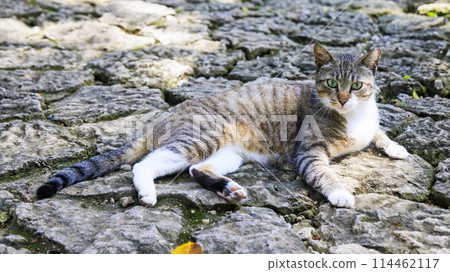 Stray cat (feral cat) 114462117