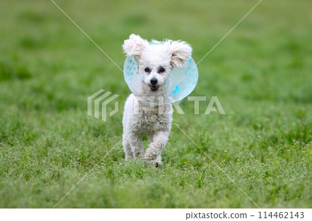 Bailey, a toy poodle, is happy in the field wearing an Elizabethan collar ♡ Bailey, a toy poodle, is happy in the field wearing an Elizabethan collar ♡ 114462143