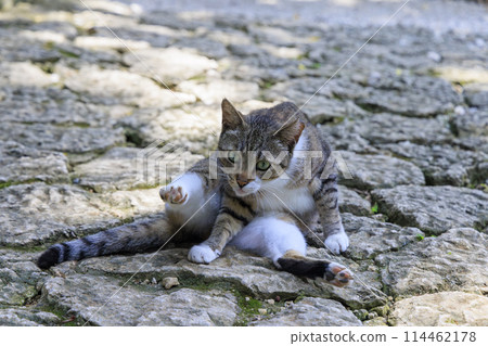 Stray cat (feral cat) Stray cat (feral cat) 114462178