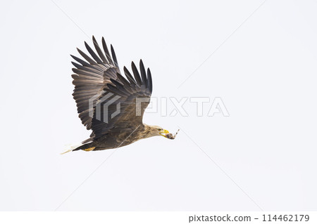 A white-tailed eagle flying with food in its mouth 114462179