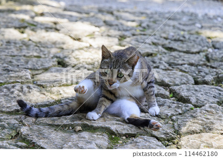 Stray cat (feral cat) 114462180