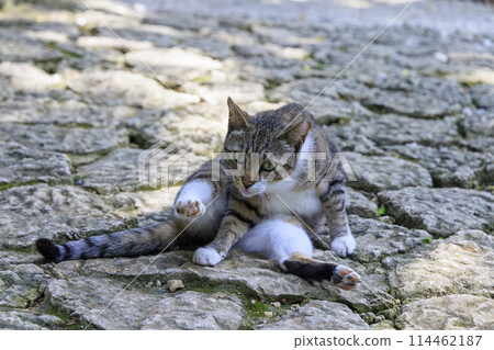 Stray cat (feral cat) 114462187