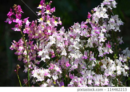 Linaria(Hime金魚) Linaria(Hime金魚) 114462213