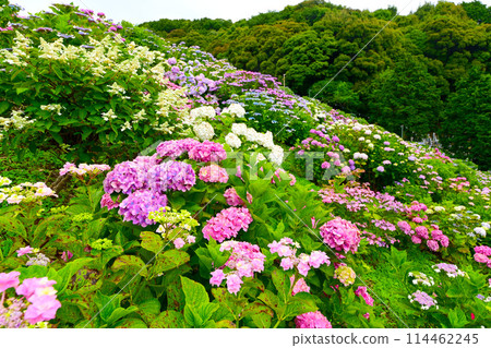 片原溫泉紫陽花村紫陽花節 片原溫泉紫陽花村紫陽花節 114462245