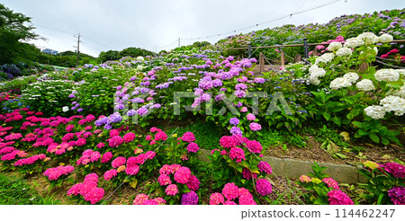 Katahara Onsen Hydrangea Village where 50,000 hydrangeas are in full bloom Katahara Onsen Hydrangea Village where 50,000 hydrangeas are in full bloom 114462247