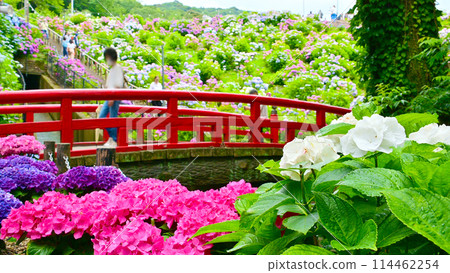 Red Bridge in Hydrangea Village 114462254