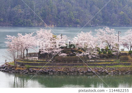Ena Gorge with cherry blossoms in full bloom Ena Gorge with cherry blossoms in full bloom 114462255