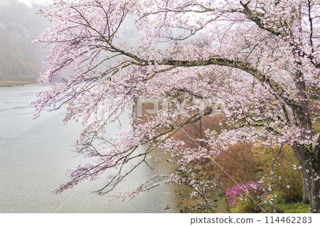 Ena Gorge with cherry blossoms in full bloom 114462283