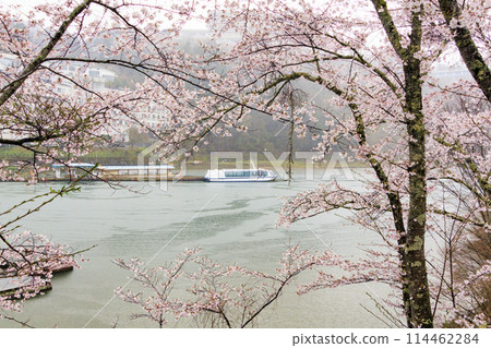 Ena Gorge with cherry blossoms in full bloom 114462284