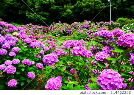 Hydrangeas in full bloom at the Hydrangea Garden 114462298