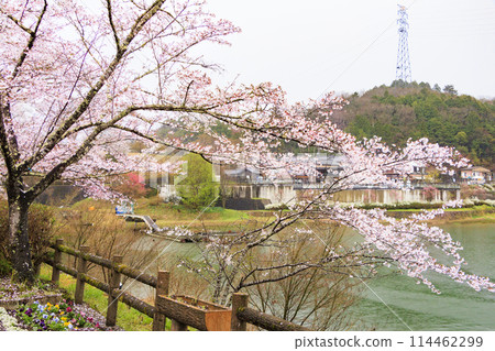 Ena Gorge with cherry blossoms in full bloom Ena Gorge with cherry blossoms in full bloom 114462299