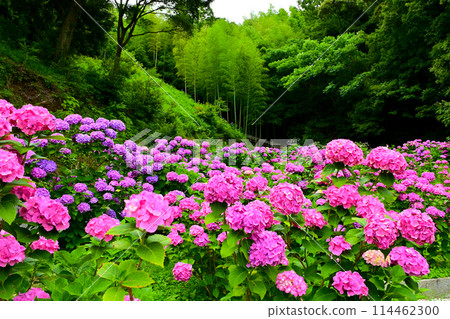 Hydrangeas in full bloom at the Hydrangea Garden Hydrangeas in full bloom at the Hydrangea Garden 114462300