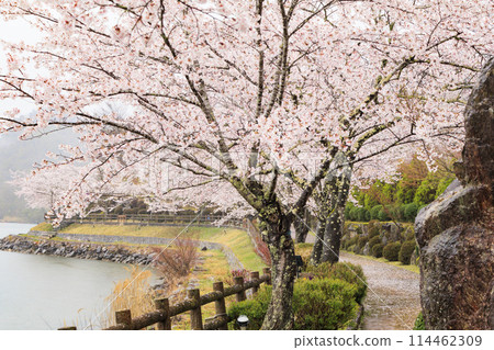 Ena Gorge with cherry blossoms in full bloom 114462309