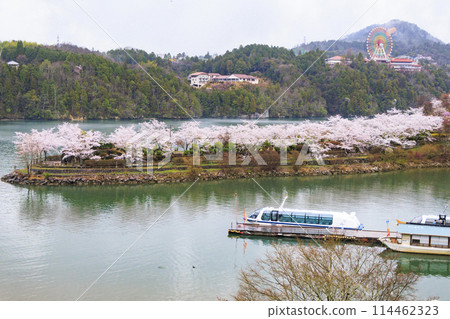 Ena Gorge with cherry blossoms in full bloom 114462323