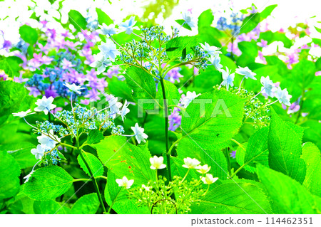 美麗的繡球花的特寫 美麗的繡球花的特寫 114462351