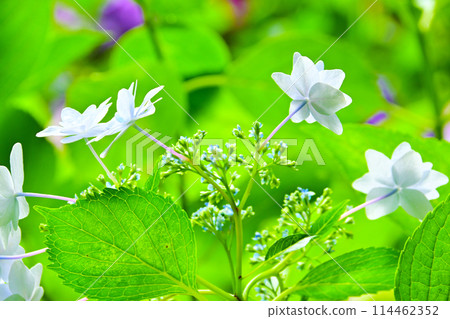 美麗的繡球花的特寫 美麗的繡球花的特寫 114462352