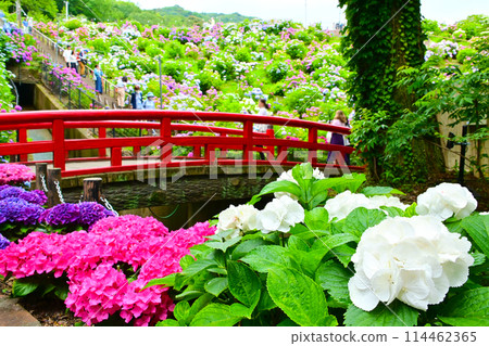 Red Bridge in Hydrangea Village 114462365