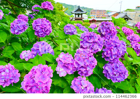 Hydrangeas in full bloom and Fudaiji Temple 114462366