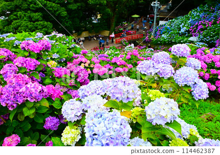 Katahara Onsen Hydrangea Village Hydrangea Festival Katahara Onsen Hydrangea Village Hydrangea Festival 114462387