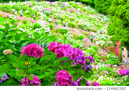 Katahara Onsen Hydrangea Village Hydrangea Festival 114462392