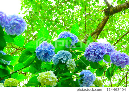 Katahara Onsen Hydrangea Village Hydrangeas in full bloom Katahara Onsen Hydrangea Village Hydrangeas in full bloom 114462404