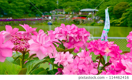 美麗的繡球花和深池 114462416