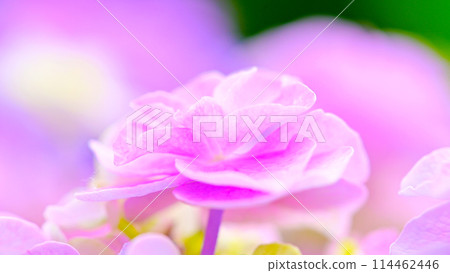 Beautiful hydrangea close-up 114462446
