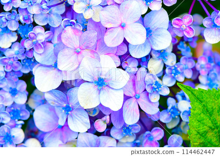 Beautiful hydrangea close-up Beautiful hydrangea close-up 114462447