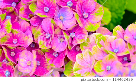 Beautiful hydrangea close-up 114462459