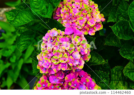 Beautiful hydrangea close-up 114462460