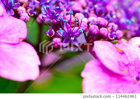Beautiful hydrangea close-up 114462461