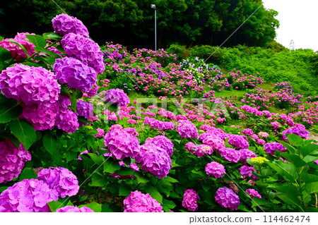 美麗的繡球花和挑戰鈴 美麗的繡球花和挑戰鈴 114462474
