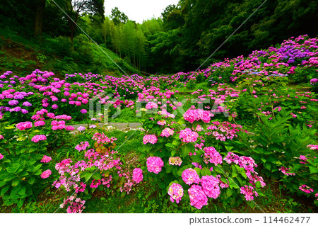 Hydrangeas in full bloom at the Hydrangea Garden Hydrangeas in full bloom at the Hydrangea Garden 114462477
