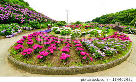 A circular flowerbed in the Hydrangea Garden 114462483