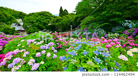 Katahara Onsen Hydrangea Village Hydrangeas in full bloom Katahara Onsen Hydrangea Village Hydrangeas in full bloom 114462494