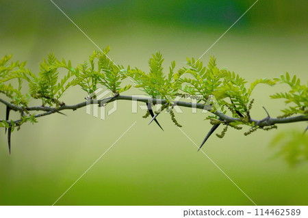 Gleditsia triacanthos (Honey Locust) Gleditsia triacanthos (Honey Locust) 114462589