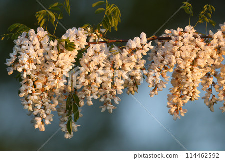 Blooming black locust Blooming black locust 114462592