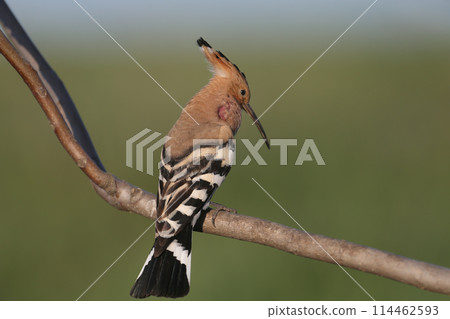 Unusual hoopoe Unusual hoopoe 114462593