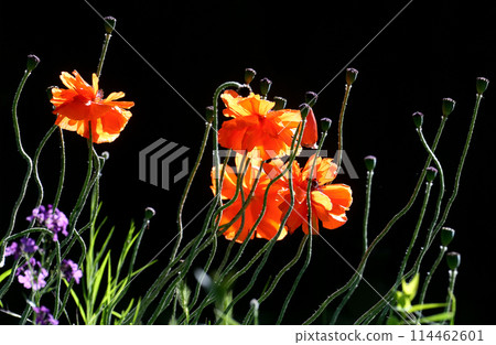 Crimson poppies 114462601
