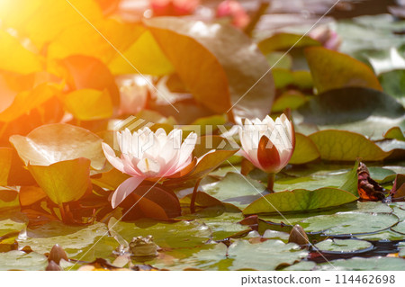 Pink lotus water lily flower in pond, waterlily with green leaves blooming Pink lotus water lily flower in pond, waterlily with green leaves blooming 114462698