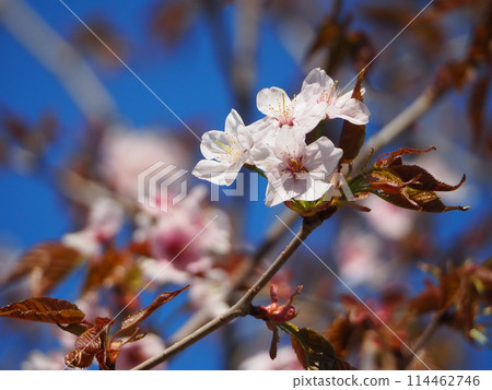 Beautiful Siberian cherry blossoms Beautiful Siberian cherry blossoms 114462746