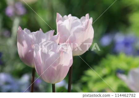 Colorful tulips Colorful tulips Tulips in full bloom Colorful tulips Colorful tulips Tulips in full bloom 114462782