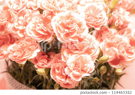 Carnation Carnation 114463382