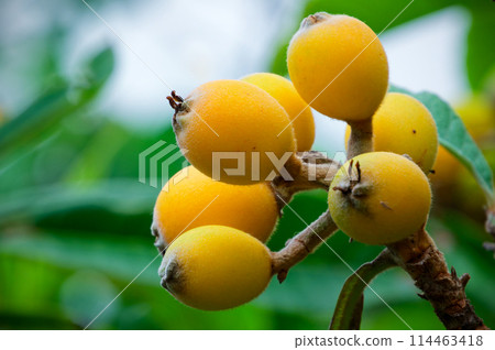 Fruit of loquat begining ripe 114463418