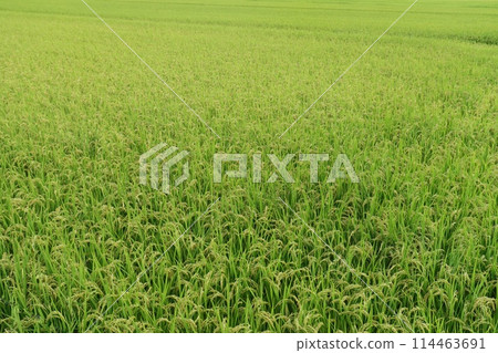 Rural area, rice field, ears of rice, early autumn 114463691