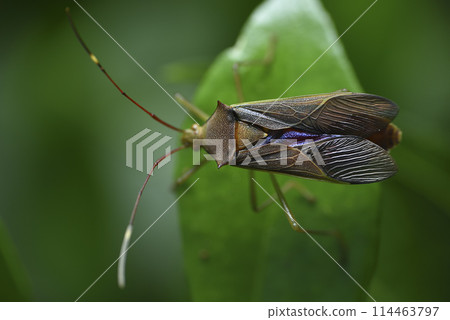 綠葉上的刺副黛緣椿特寫 114463797