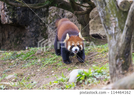紅熊貓多摩動物園 紅熊貓多摩動物園 114464162
