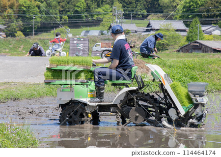Family planting rice in progress 114464174